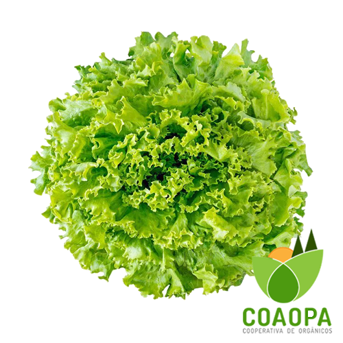 SITE - HORTALIÇAS | ALFACE CRESPA ORGÂNICA UN