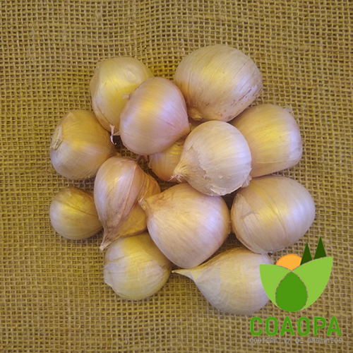 ALHO  CAVALO ORGÂNICO 100 GR