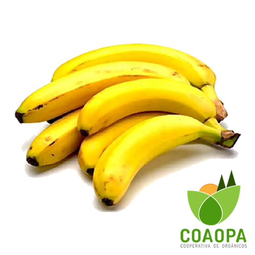 SITE - FRUTAS | BANANA CATURRA ORGANICA KG