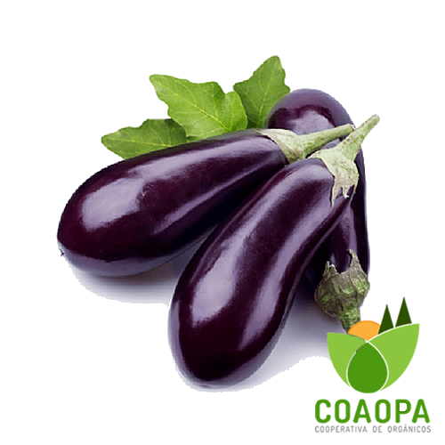 SITE - LEGUMES | BERINJELA ORGÂNICA KG