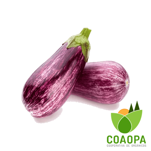 SITE - LEGUMES | BERINJELA RAJADA ORGÂNICA KG