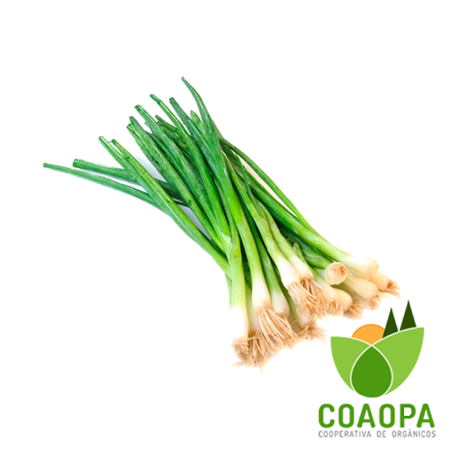 CEBOLINHA ORGÂNICA MÇ