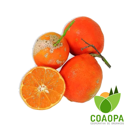 SITE - FRUTAS | LIMÃO ROSA ORÂNICO