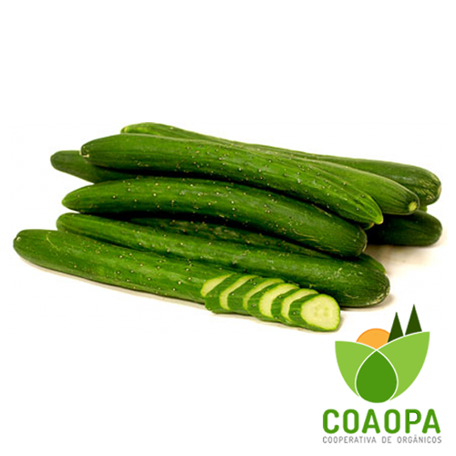 SITE - LEGUMES | PEPINO JAPONÊS  ORGÂNICO KG
