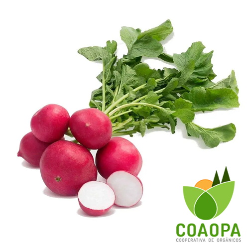 SITE - LEGUMES | RABANETE ORGÂNICO MÇ