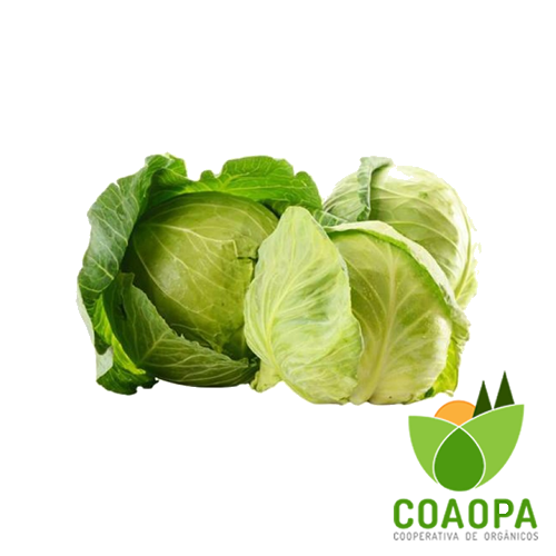 SITE - HORTALIÇAS | REPOLHO VERDE ORGÂNICO UN